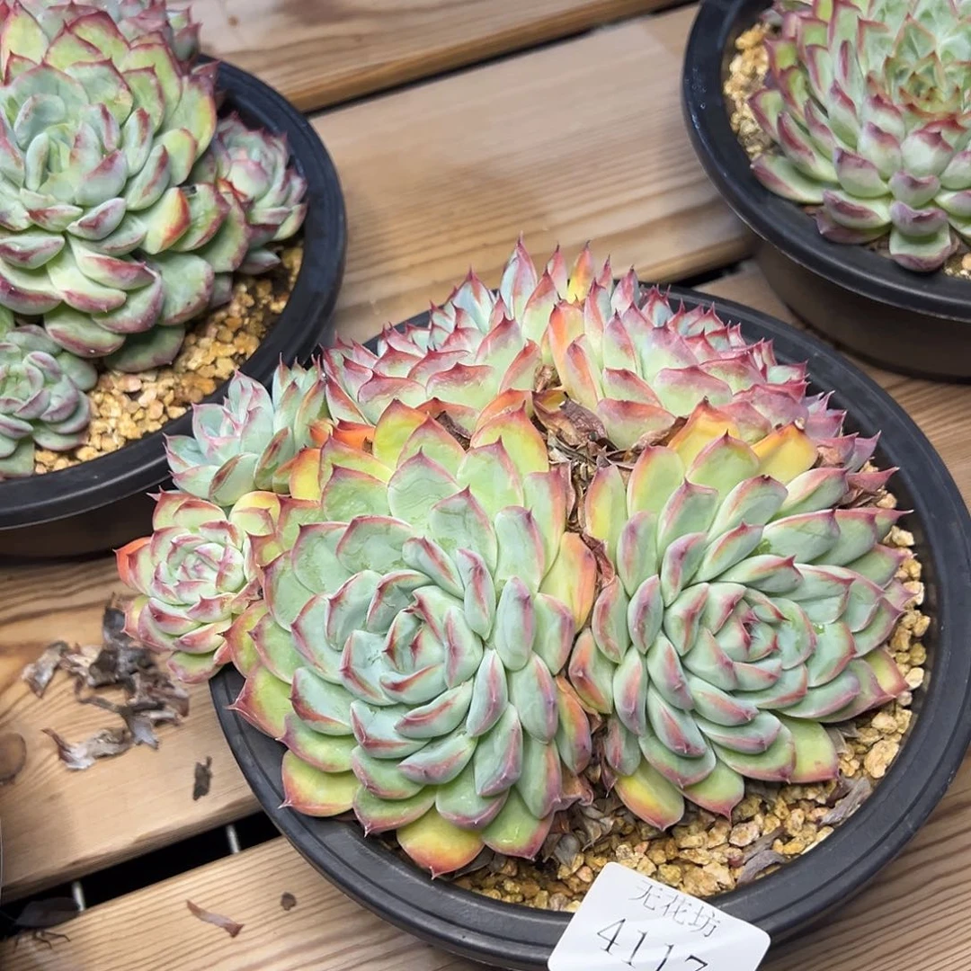 暖*4117 肉多多肉