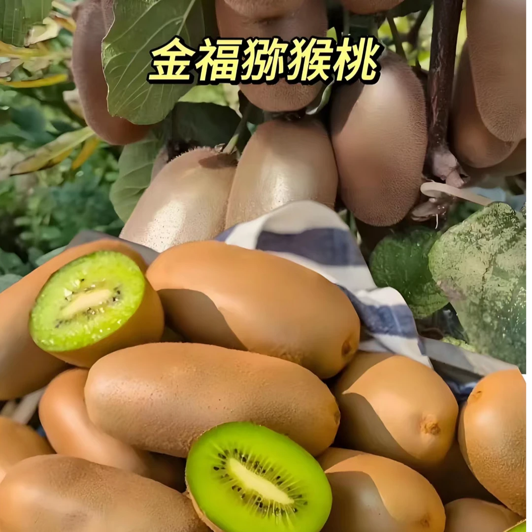 金福猕猴桃，精品水果，多汁，软糯香甜