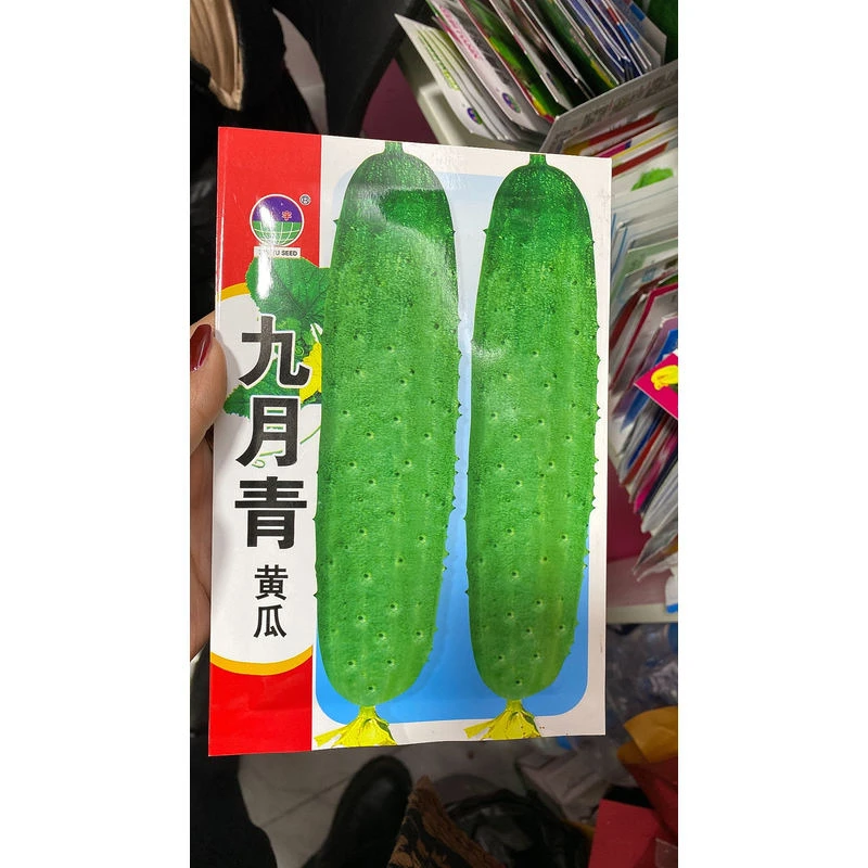 鑫宇九月青黄瓜籽蔬菜黄瓜种子种子蔬菜