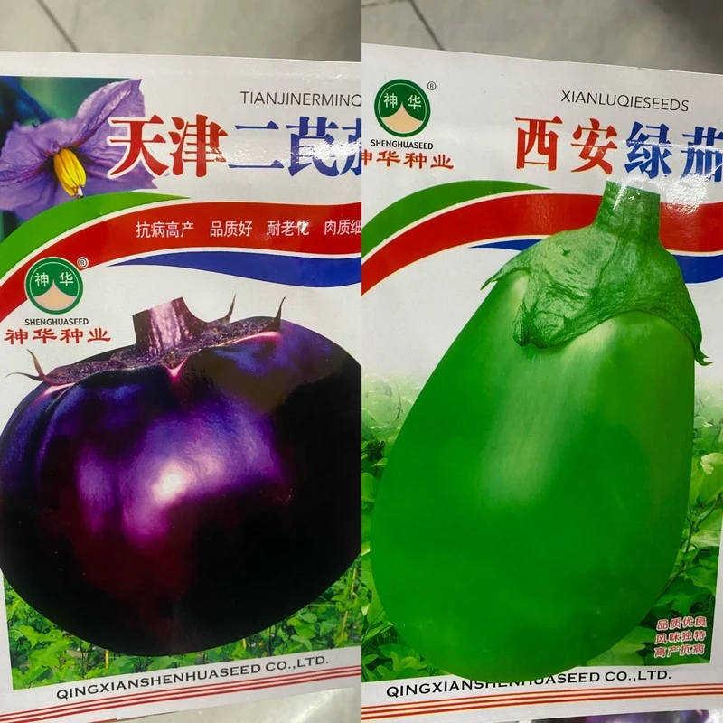 圆茄子籽圆茄子籽