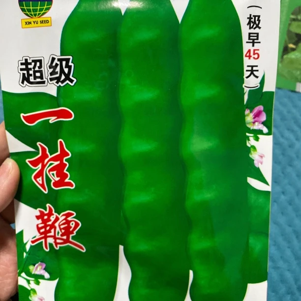 一挂鞭架油豆早熟服务45天