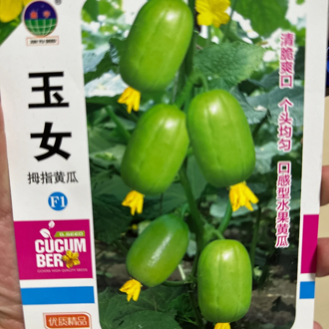 玉女黄瓜新种子拇指黄瓜