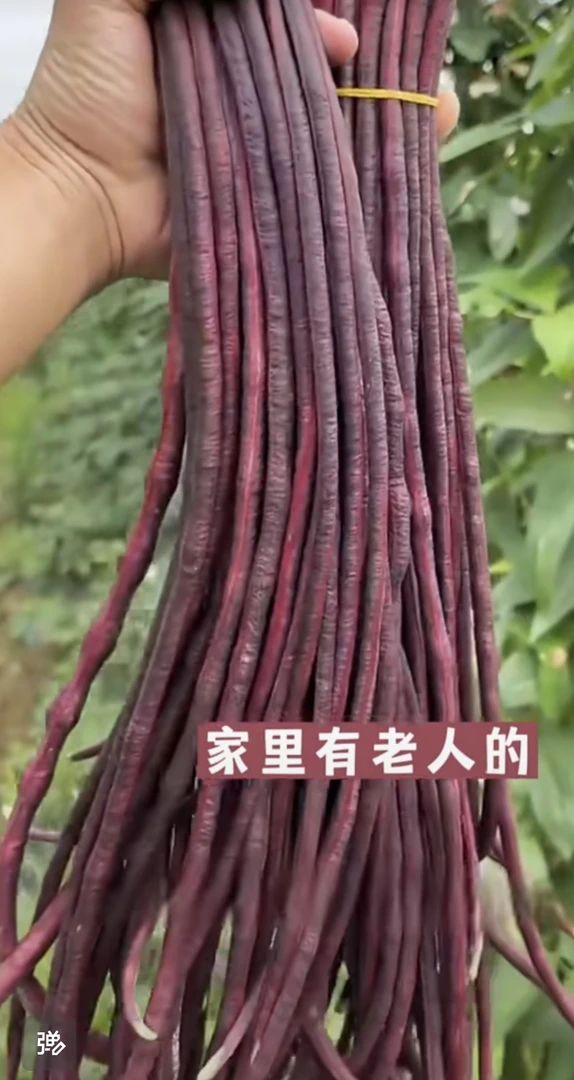 紫豇豆种子籽一袋