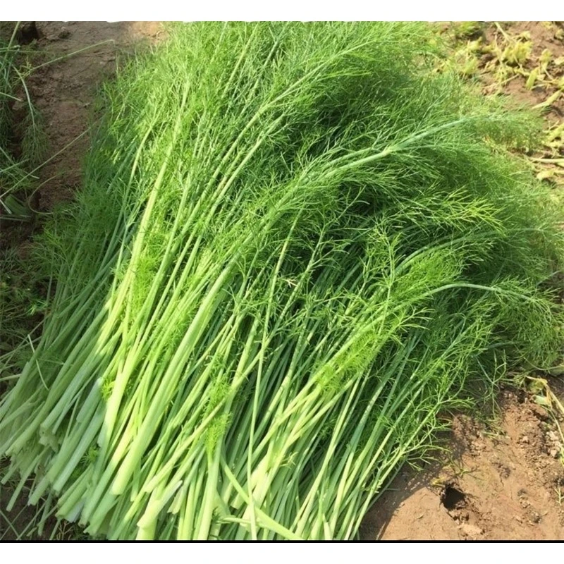 鲜花速递_花卉仿真_绿植园艺好再来茴香籽好再来茴香籽