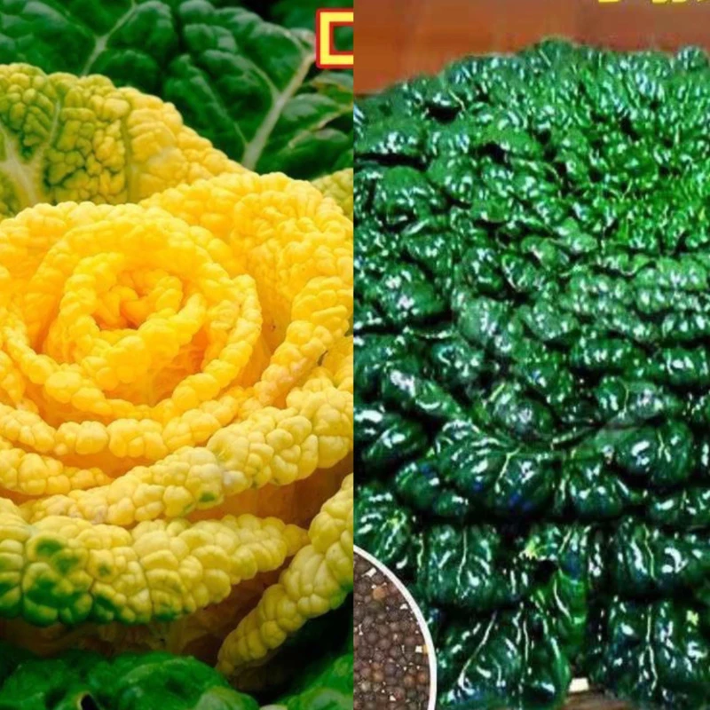 乌塔菜籽（拍一发二）