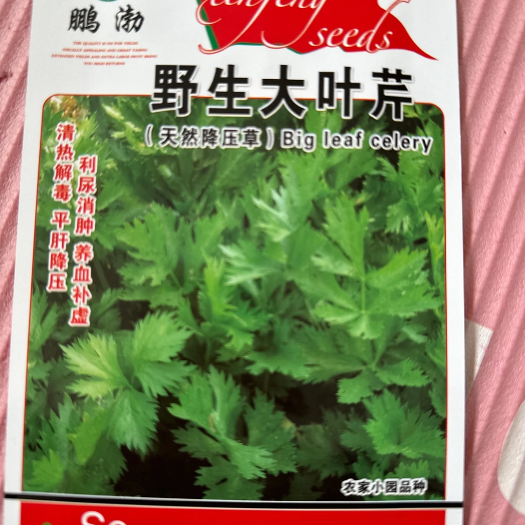 小叶芹水芹菜种籽新种子