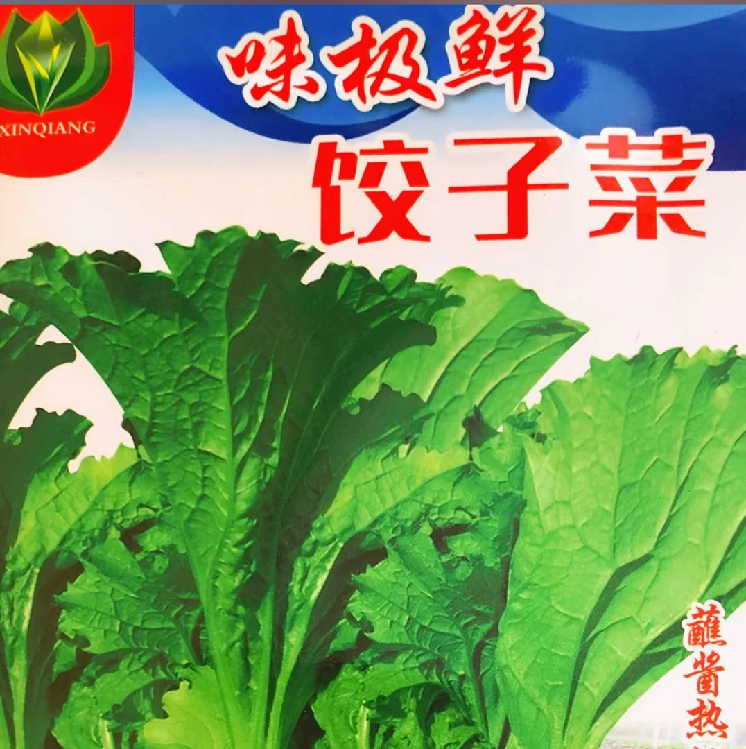 鲜美饺子菜种子籽