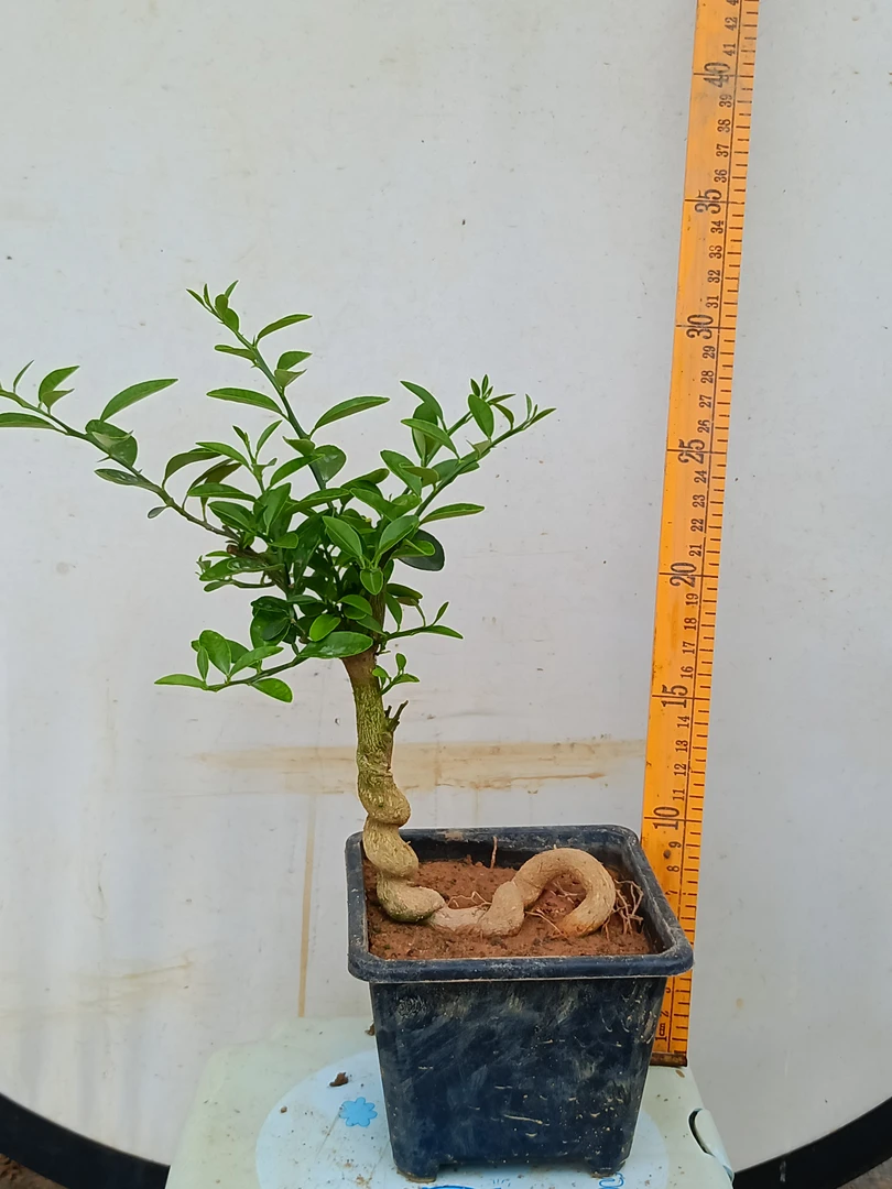 人工养护茶几办公桌书桌室内室外小品日豆品种，观果观叶绿植。