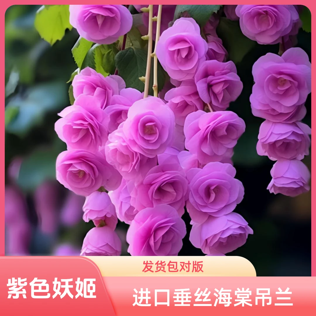 浓香型垂丝海棠进口品种花卉庭院景观园林基地开花鲜花好养绿植