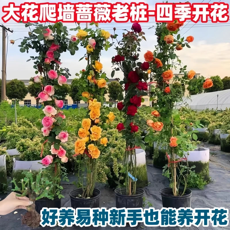 浓香型蔷薇花苗老桩耐热花卉耐寒庭院好养绿植盆栽好养多年生植物