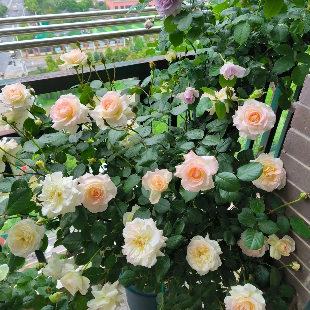 庭院造景蔷薇老桩蔷薇花苗月季重瓣蔷薇藤本植物花卉花新手好养