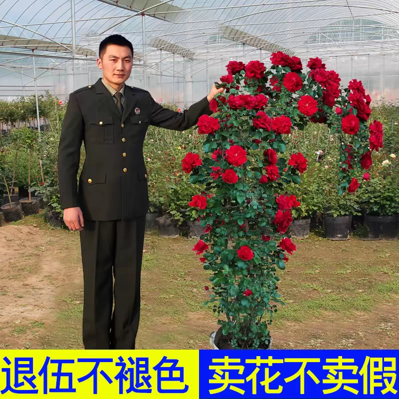 蔷薇花苗藤本月季特大花树庭院爬藤植物阳台花卉玫瑰盆栽四季开花