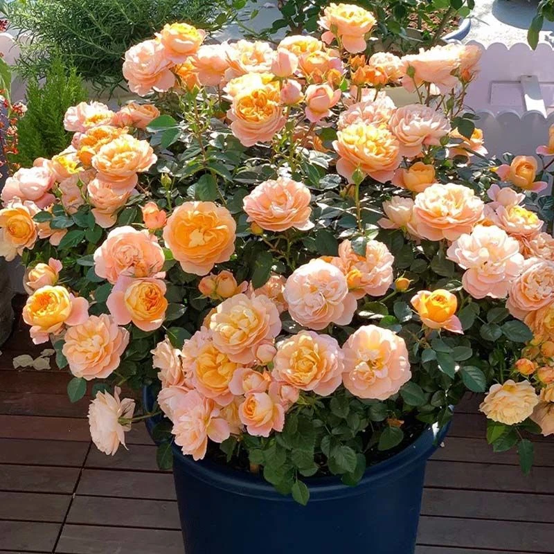 云南基地老桩蔷薇花驱虫驱蚊耐热月季玫瑰抗寒耐高温庭院四季常开