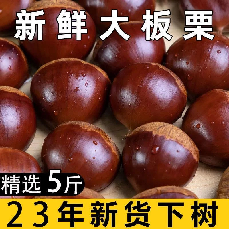 【乐多】新鲜现摘丹东农家生板栗5斤大果整箱油栗子甜糯毛栗子锥栗