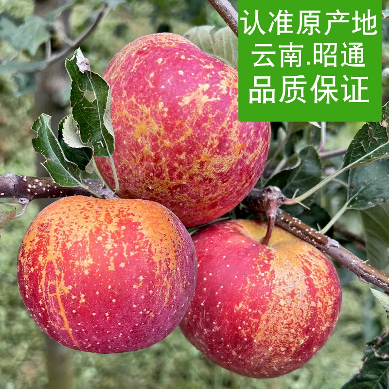 【乐多】云南昭通丑苹果冰糖心当季新鲜平果水果脆甜红富士野生苹果