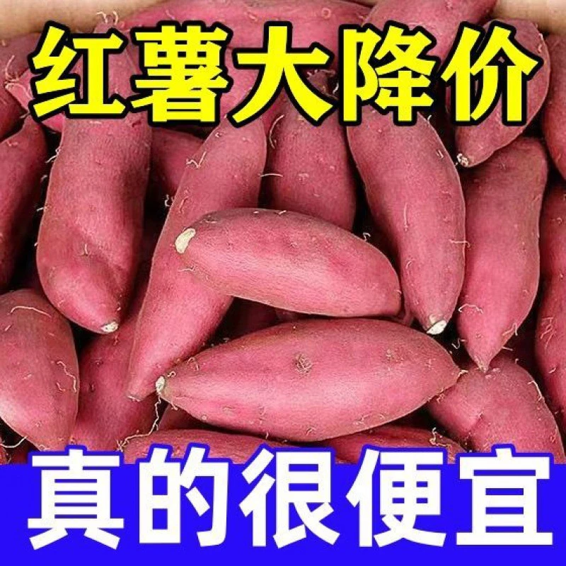 【乐多】超甜沙地蜜薯新鲜红薯黄心板栗糖心蜜薯红心西瓜红红薯厂家