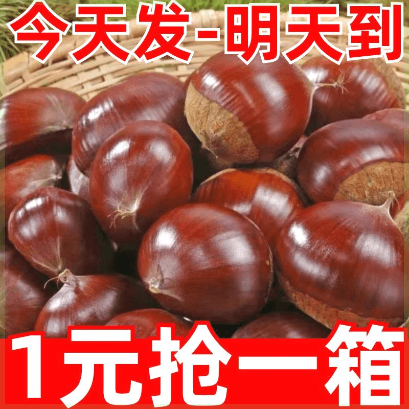 【乐多】【今日优选】开口野生栗子丹东生板栗现摘新鲜生栗子毛栗油栗