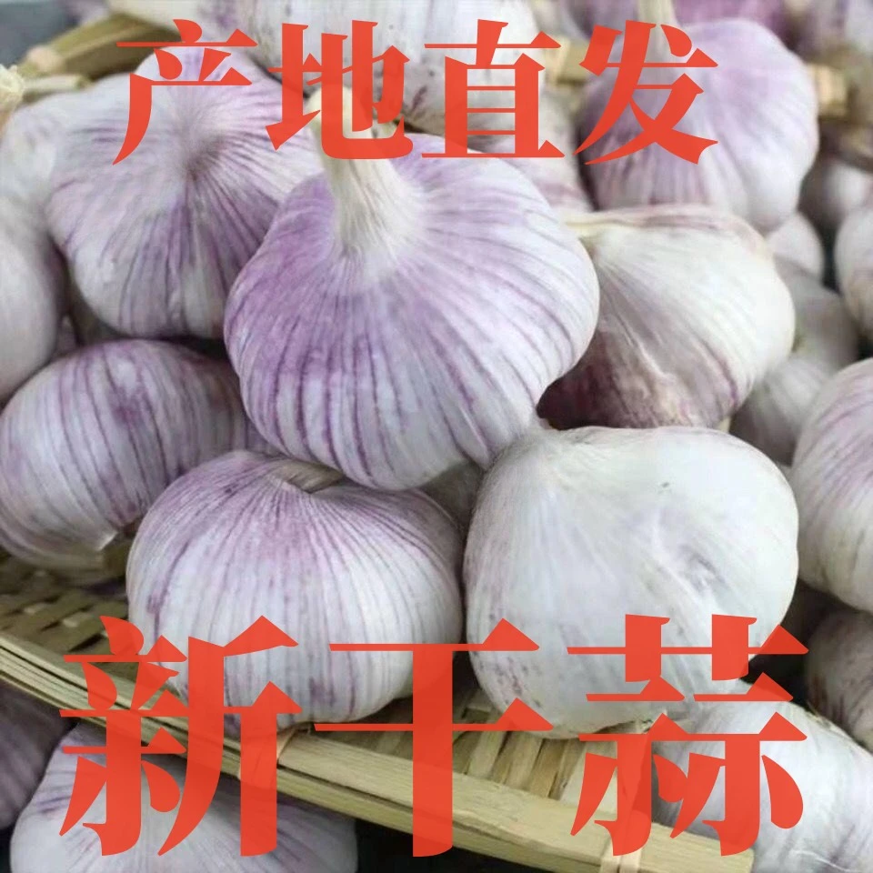 【乐多】山东金乡紫白皮大蒜头大蒜中大果大蒜蒜种食用农产蔬菜