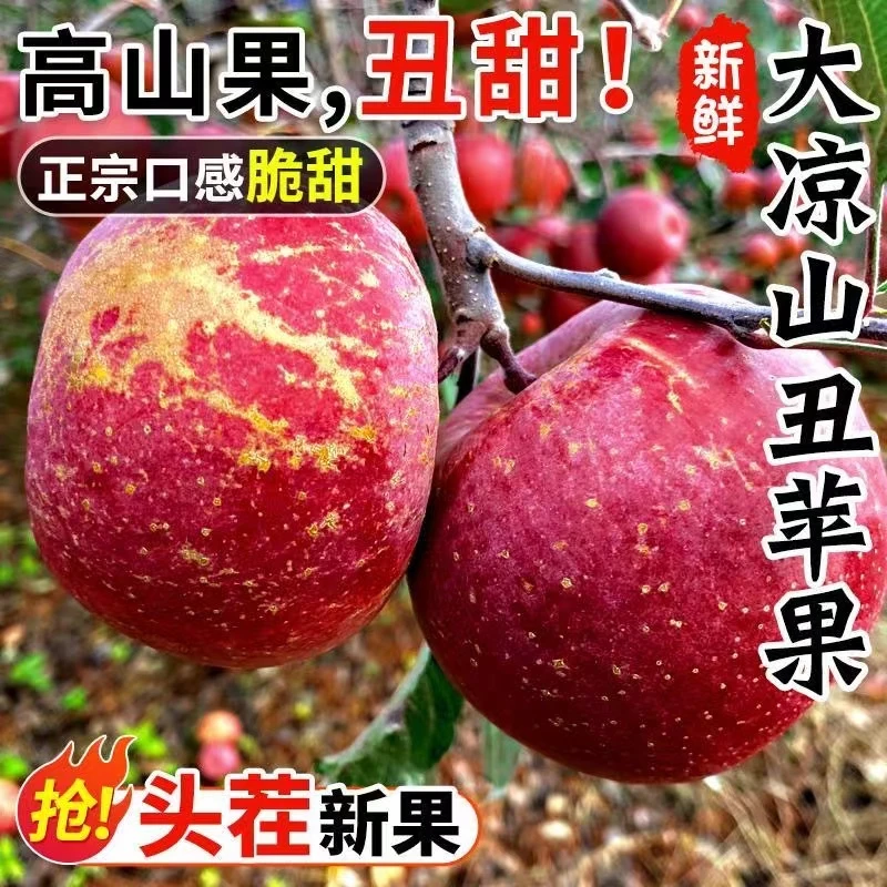 【乐多】现摘源自云南昭通冰糖心丑苹果脆甜当季新鲜水果红露平野生