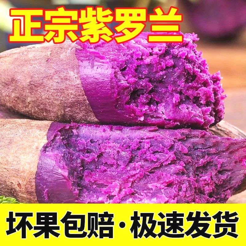 【乐多】【沙地紫薯】粉糯香甜红薯新鲜现挖番薯地瓜正宗沙地紫心紫薯
