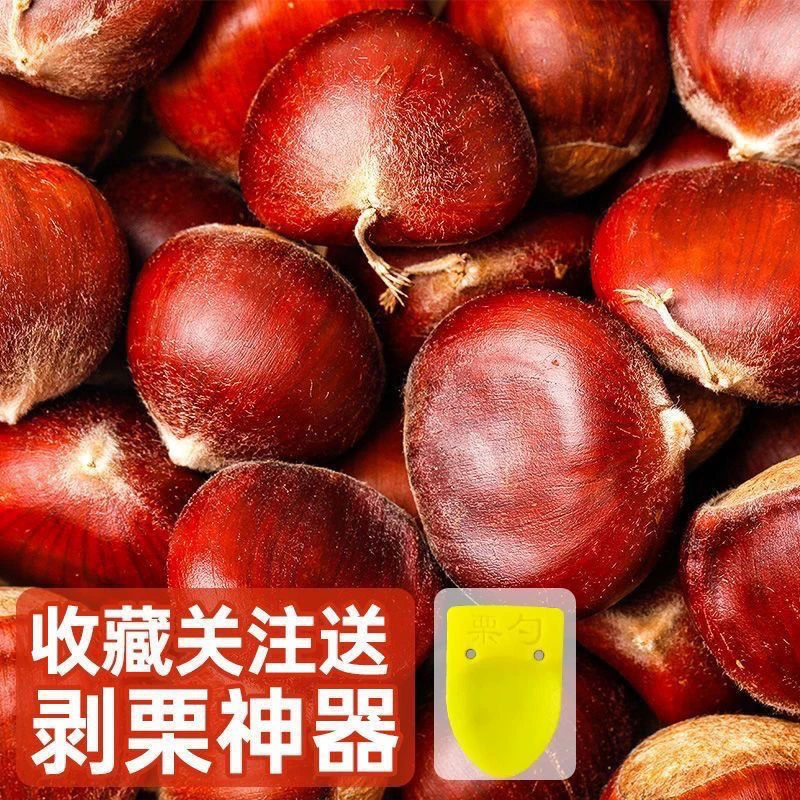 【乐多】2023现摘丹东板栗生新鲜有机生栗子糯甜板栗非油栗迁西批发