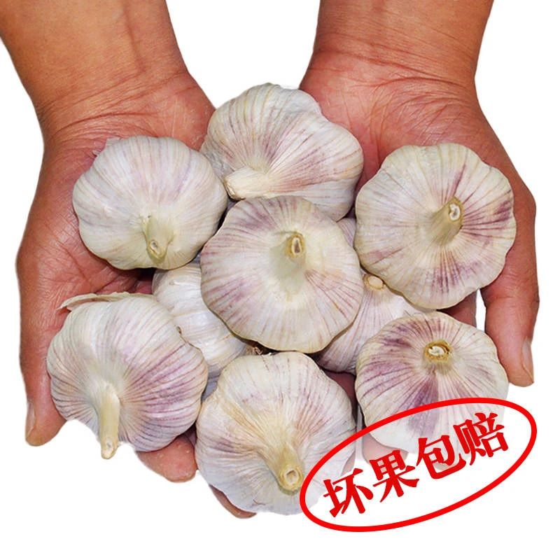 【乐多】特大个头装6cm河南大蒜头干大蒜头新蒜农家自种紫皮蒜大头