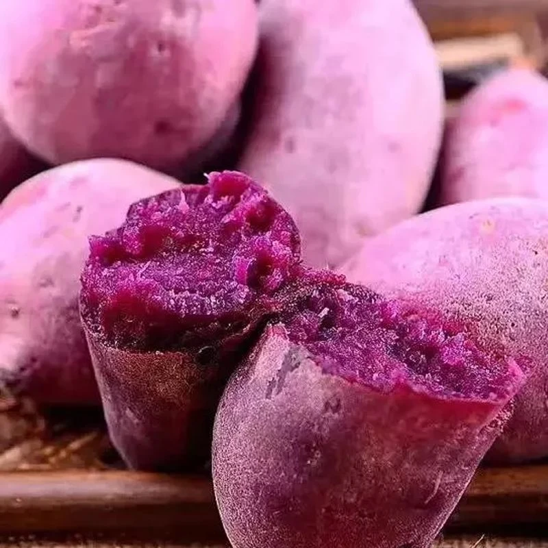 【乐多】山东临沂现挖当季新鲜当地农家沙地紫罗兰紫薯优选五谷杂粮