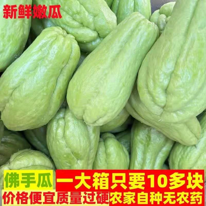 山东新鲜蔬菜佛手瓜农家自种