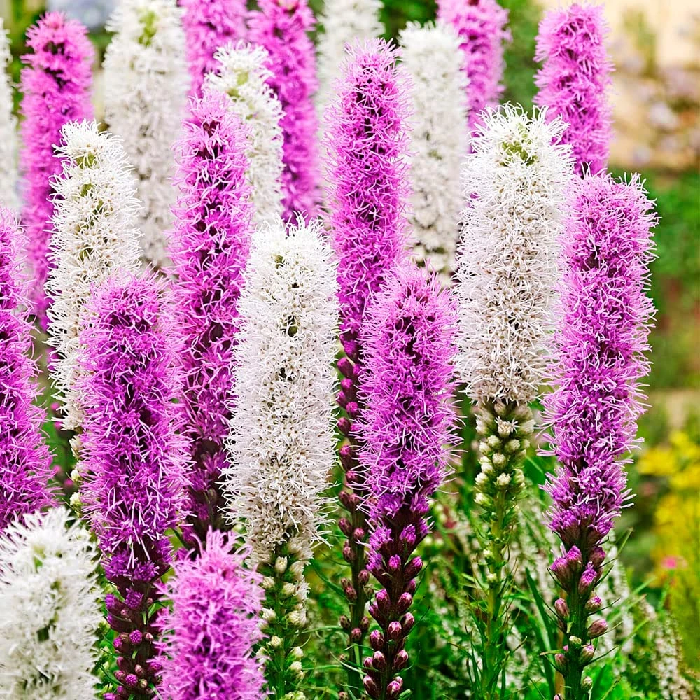 多年生蛇鞭菊种球  庭院花卉阳台植物可切花