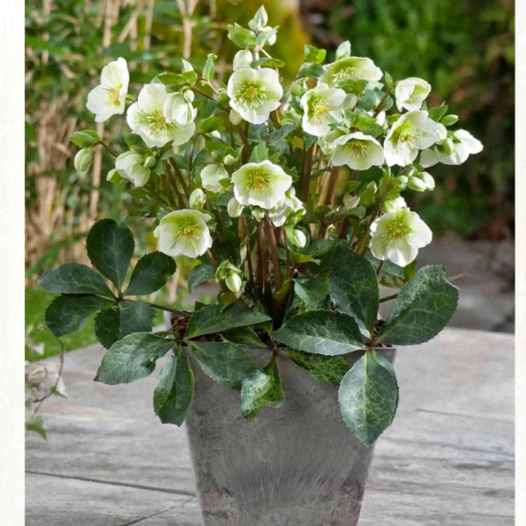 铁筷子裸根  圣诞玫瑰 耐寒好养 可盆栽 地栽