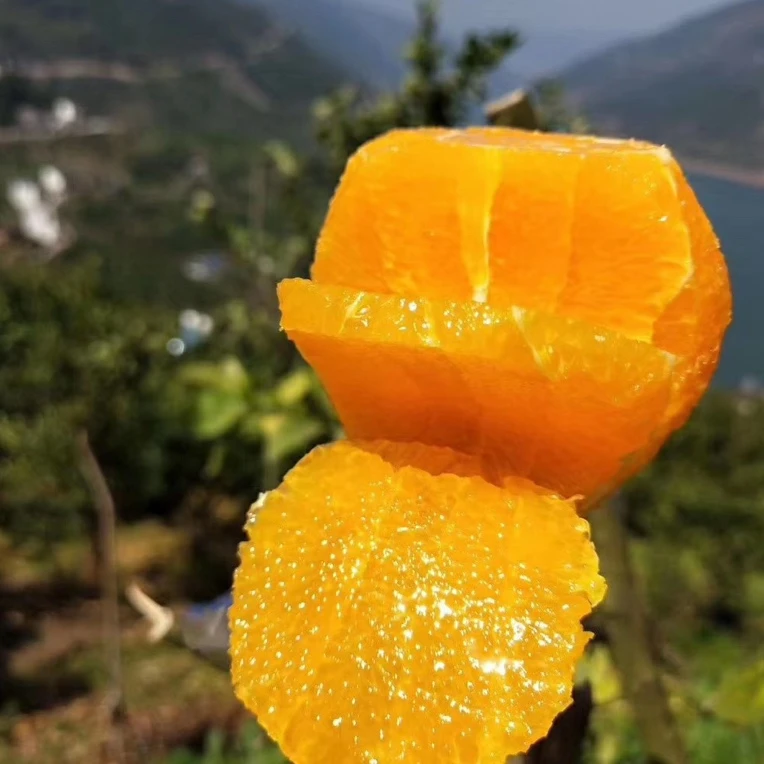 塔罗科血橙重庆奉节脐橙正宗产地直发新鲜现摘橙子10斤