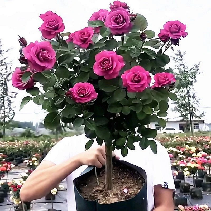 顺丰包邮 高杆棒棒糖型 月季花苗 当年开花 庭院别墅阳台盆栽地栽