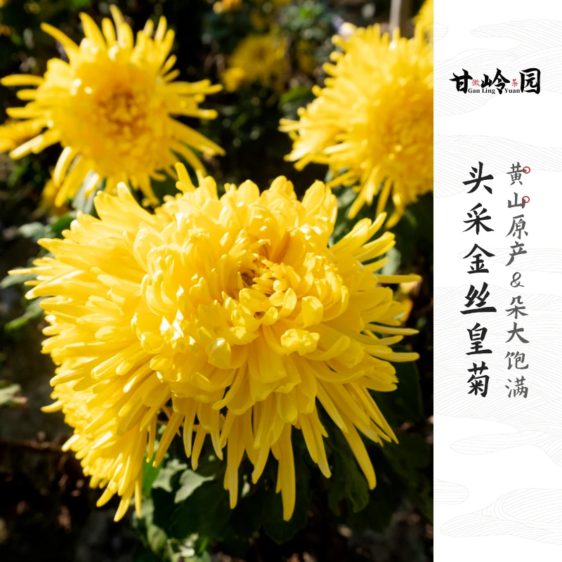 正宗菊花茶黄山原产精选头采高山金丝黄菊干花完整大朵菊花菊香浓