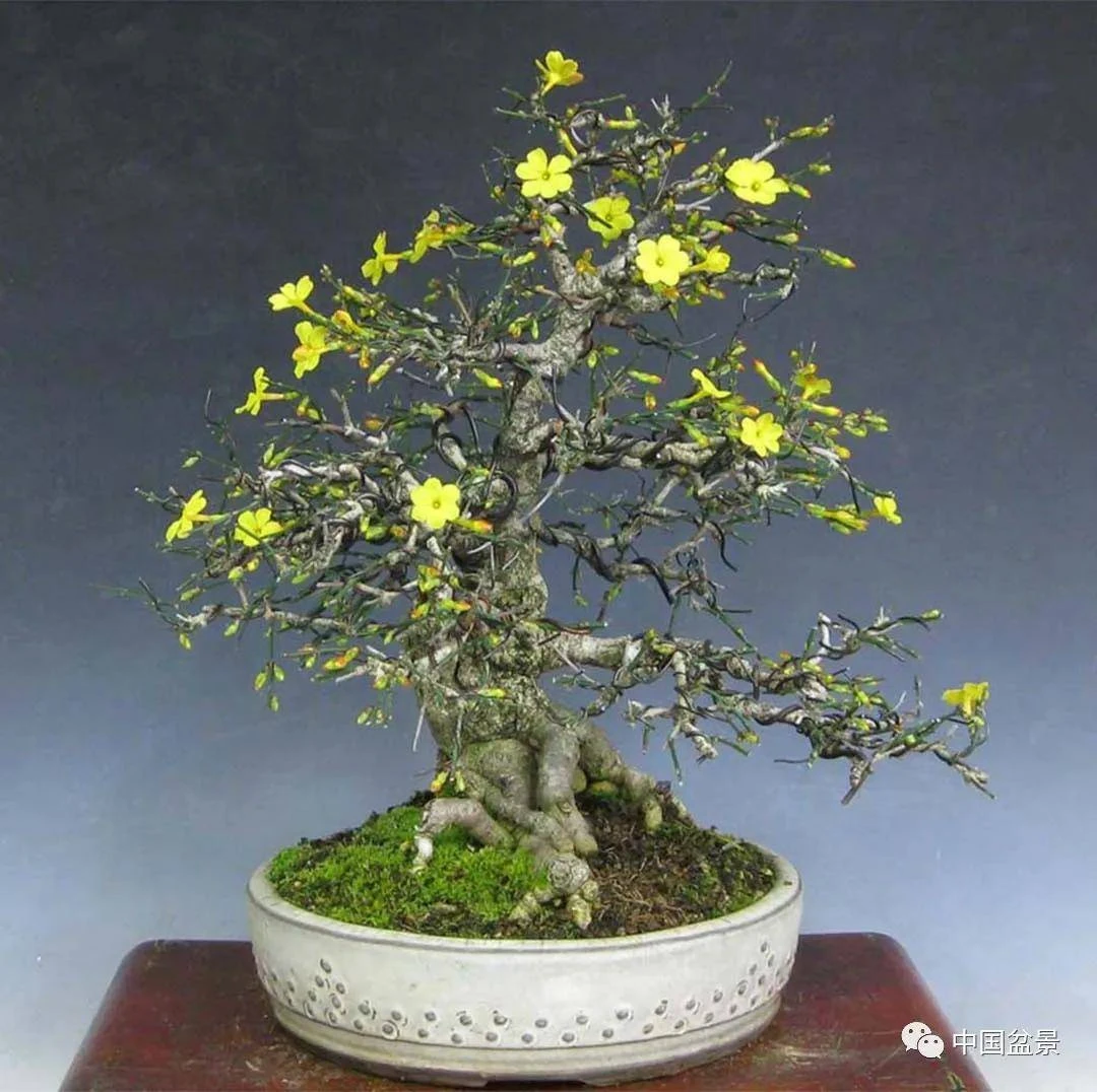 精美迎春花100-300链接