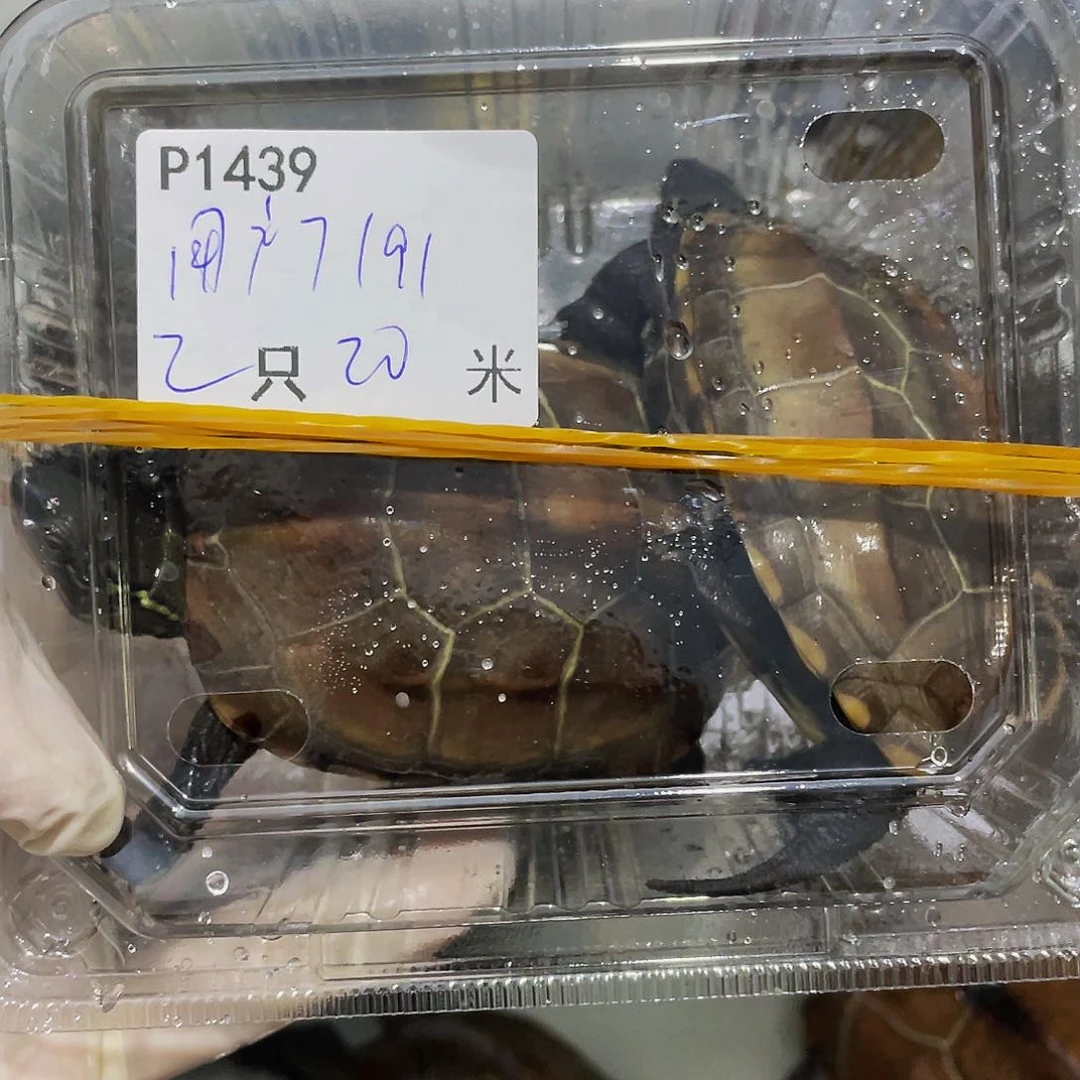 中华草龟不分公母用****5