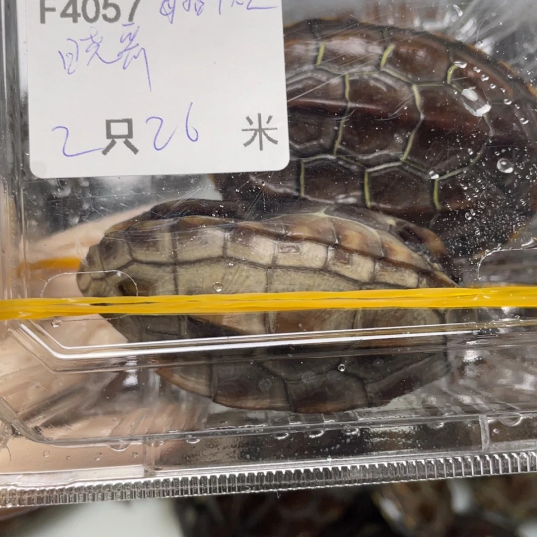 【闪购商品】中华草龟公晓*