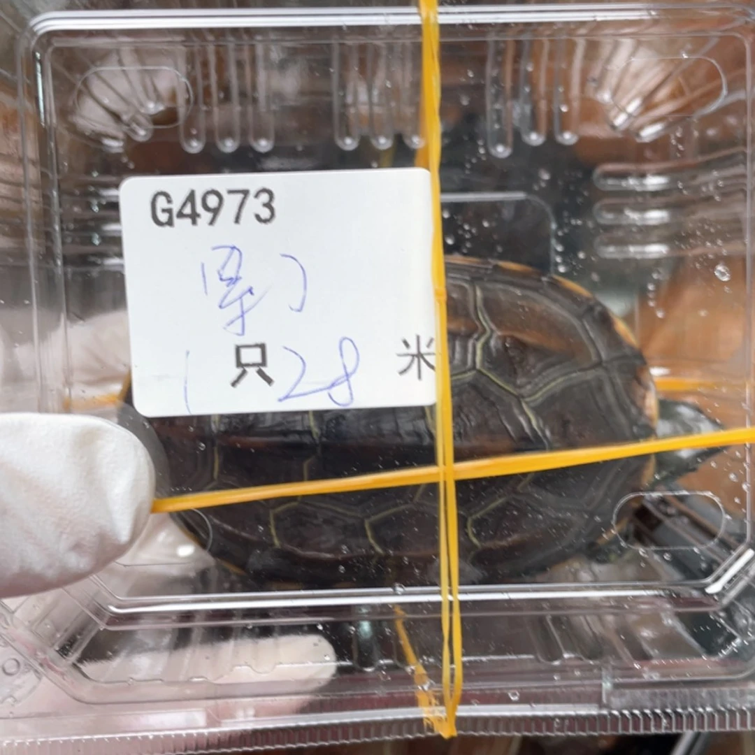 【闪购商品】中华草龟公累*