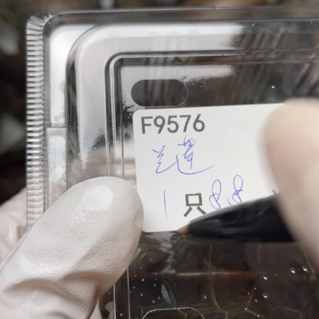 【闪购商品】中华草龟公蘭**香