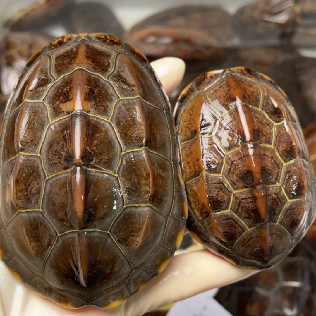 【闪购商品】中华草龟公老****?