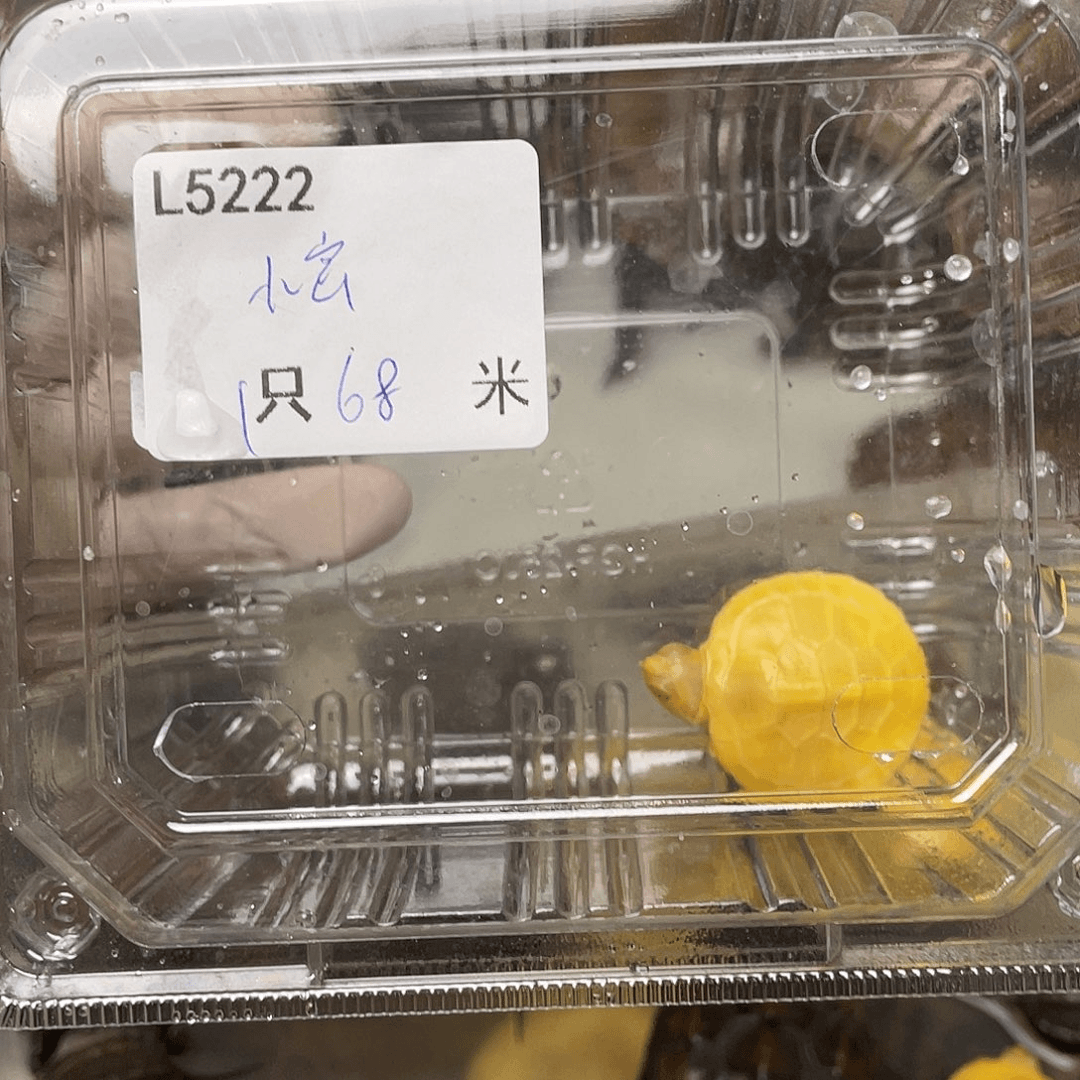 巴西彩龟母?****?