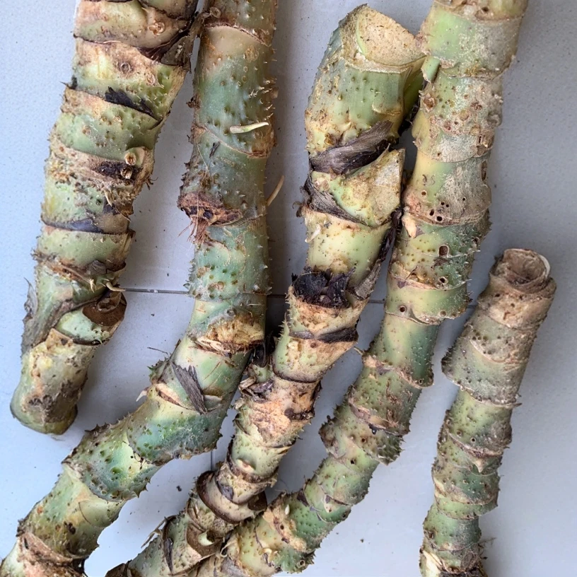新鲜勒慈姑 簕茨菇 水刺芋簕刺藕煲汤煲水500克