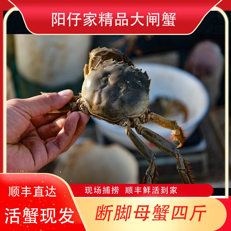 洪泽湖红膏大闸蟹【精品大闸蟹】断脚母蟹四斤现捕