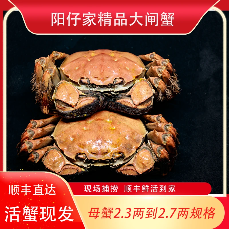 洪泽湖红膏大闸蟹【现捕精品母蟹】2.3两到2.7两共10只