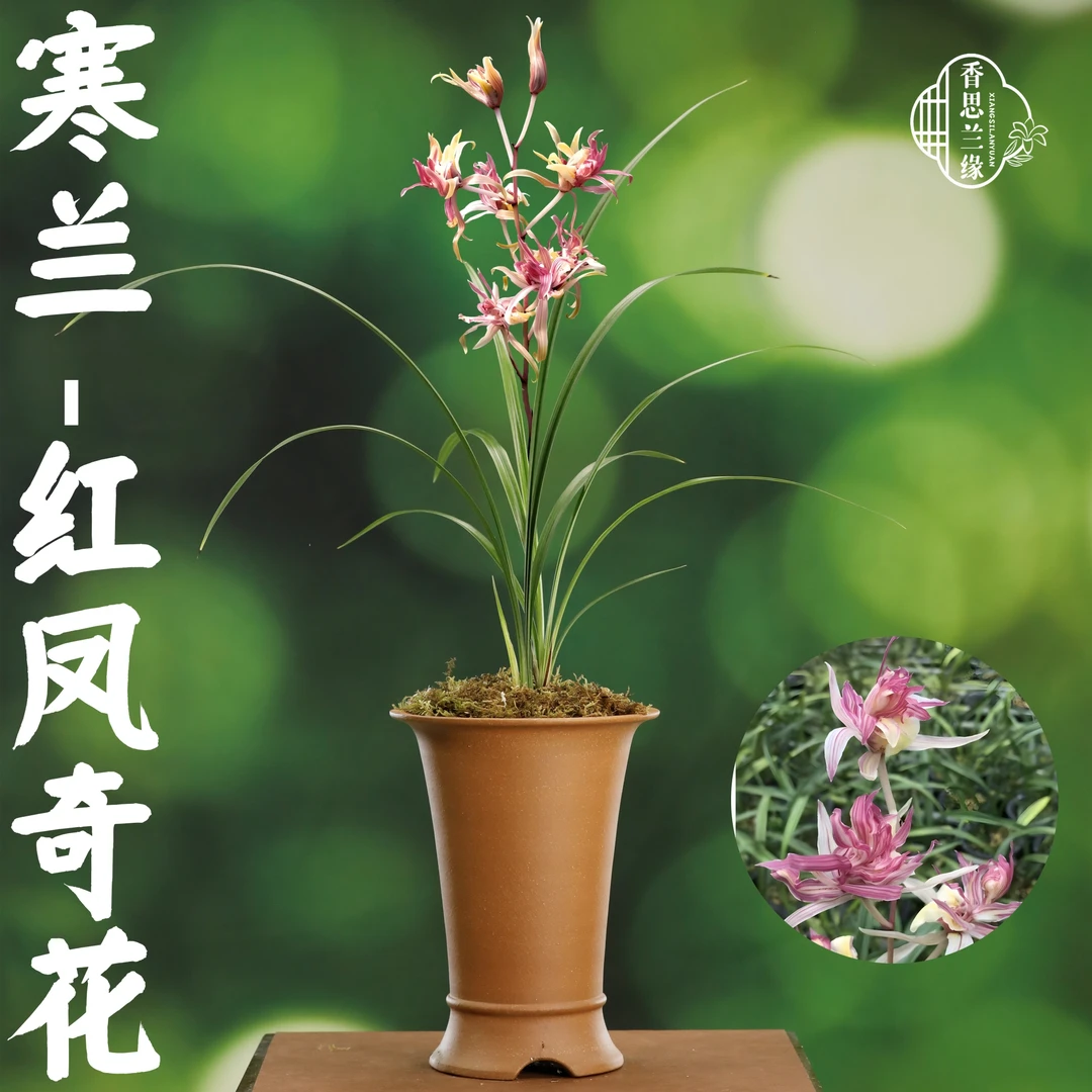 香思兰缘寒兰【红凤奇花】浓香多瓣多花绿植过年
