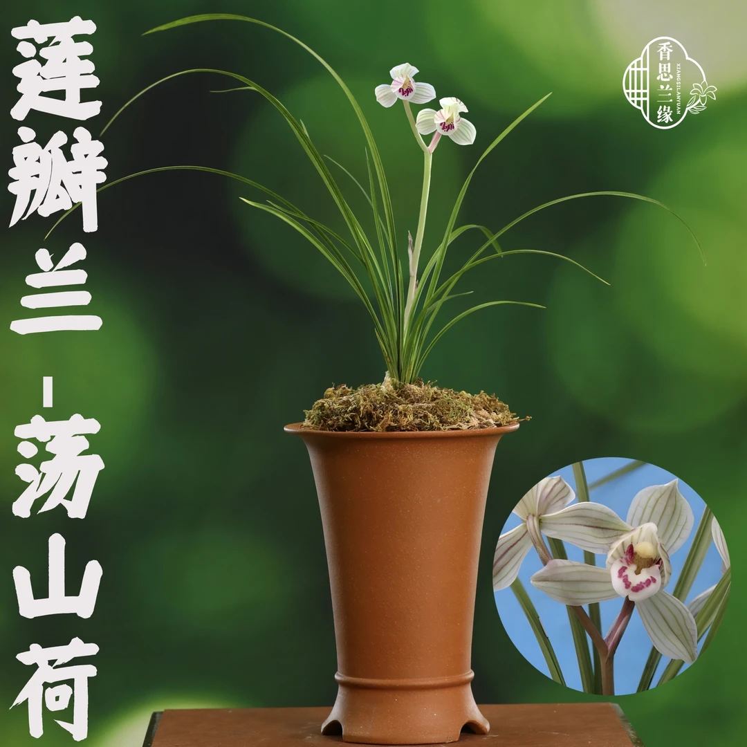 香思兰缘莲瓣兰【荡山荷】小荷之冠正格荷瓣花粉白色