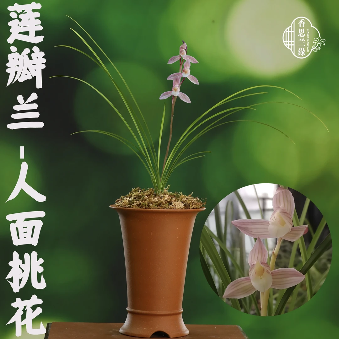 香思兰缘莲瓣兰【人面桃花】红花赤壳素心如意素舌清香