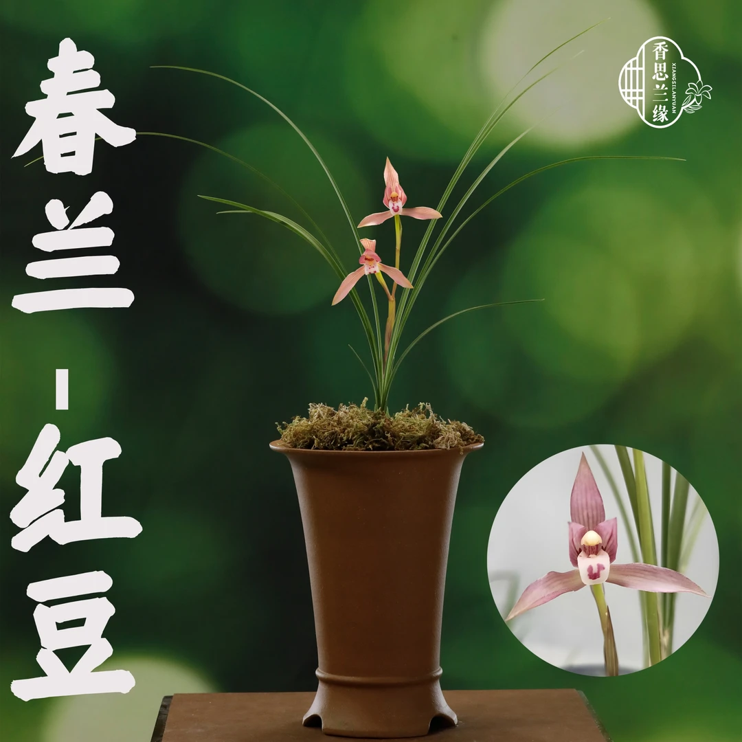 香思兰缘春兰【红豆】名贵兰花铭品浓香好养绿植花卉盆栽