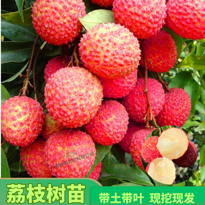 荔枝树苗桂味无核仙进奉庭院四季常青盆栽南方种植树苗果树果苗
