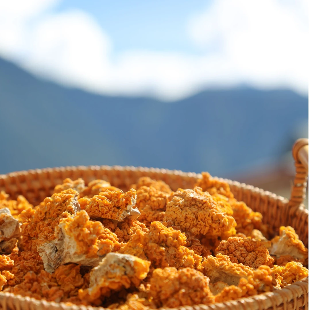 西藏雪域金耳100g干菌菇青藏高原特产炖汤煲汤