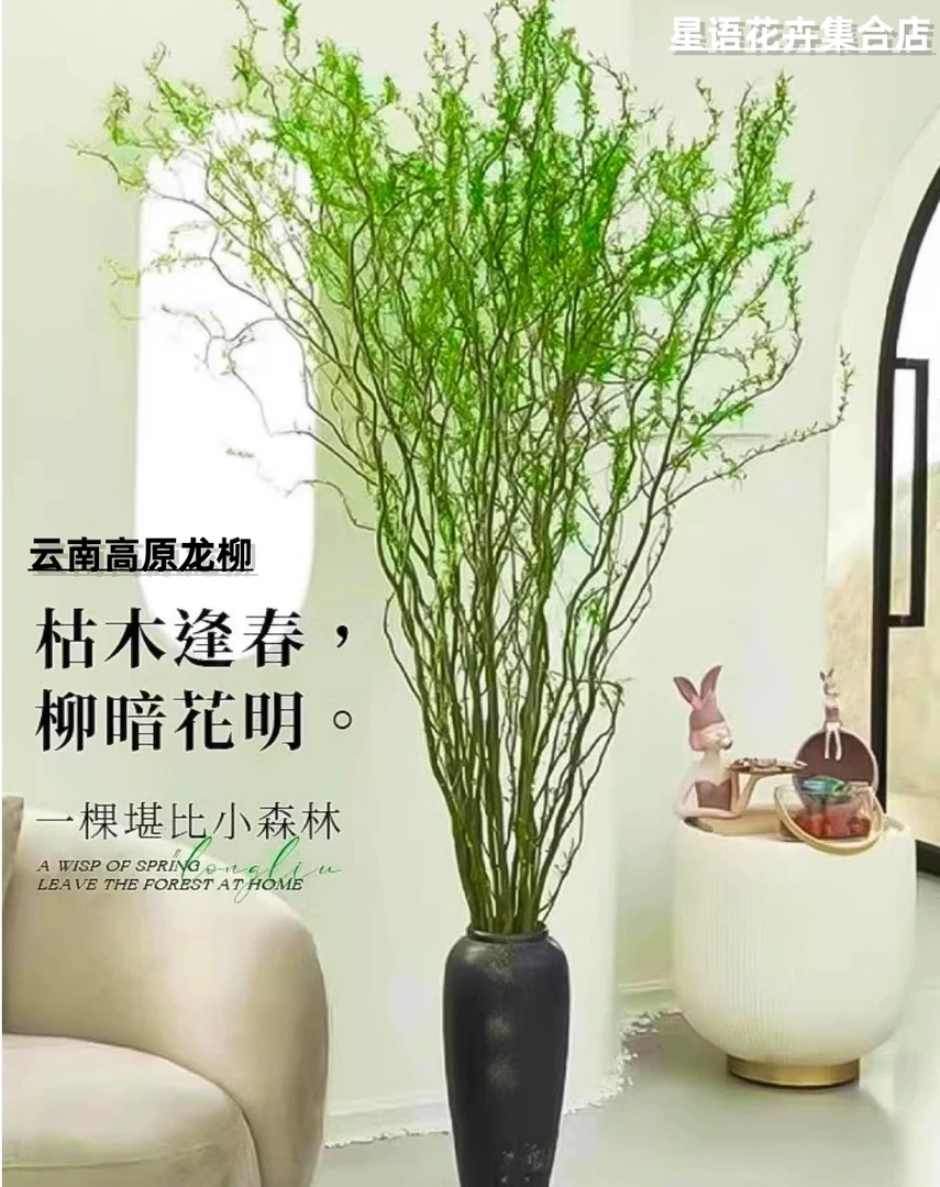 云南场景观赏水培植物国风场景懒人高颜值发芽居家室内客厅绿植花